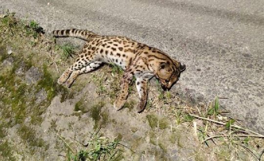 jaguatirica e encontrada morta na sc 114 Visor Notícias