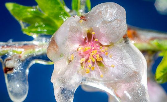 Fio plantas congeladas Tangara julho2021 Fotos Walter Graff Zang Epagri Visor Notícias