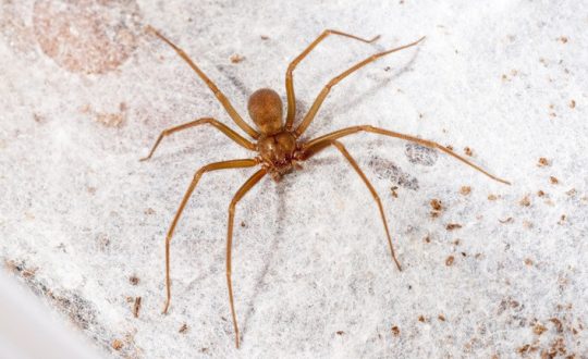 aranha marrom social e blog syngenta 2 Visor Notícias