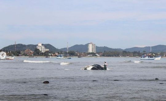 baleia encalha penha Visor Notícias