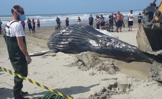 encalhe baleia navegantes 3 e1630513731879 800x665 1 Visor Notícias