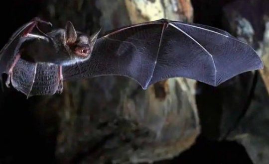 xblog bat.jpg.pagespeed.ic .cQ7kp9iGea Visor Notícias