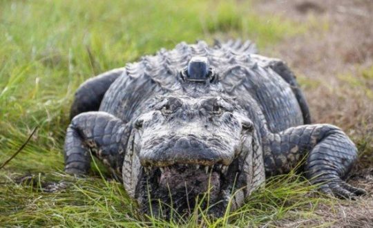 xblog gator.jpg.pagespeed.ic .ObGXhjIi5h Visor Notícias