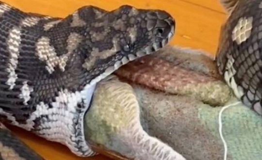 xblog snake dog.jpg.pagespeed.ic .86qRmT64hL Visor Notícias