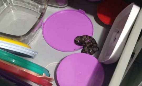 cobra jararaca dormideira Visor Notícias