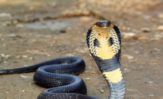 naja como vivem e principais caracteristicas da especie de cobra 1024x576 1 Visor Notícias