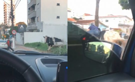 vaca 800x492 1 Visor Notícias