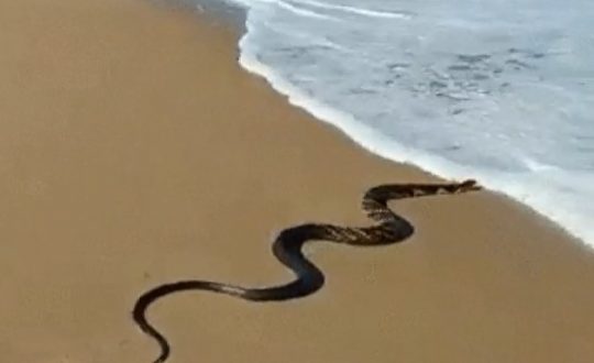 cobra no mar Visor Notícias