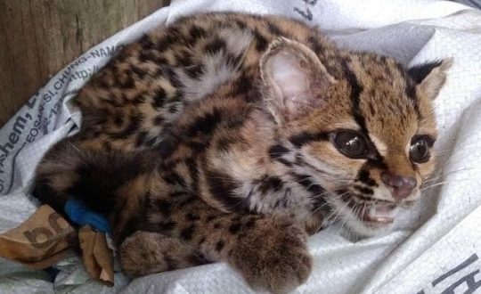 gato maracaja jaragua do sul capa Visor Notícias