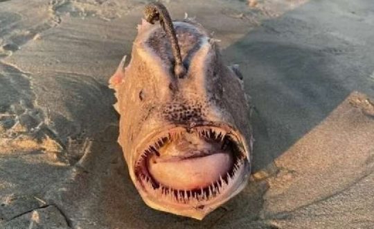 peixe Visor Notícias