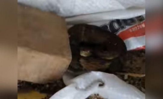 serpente no galinheiro Visor Notícias