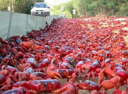 xblog crabs 1.jpg.pagespeed.ic .UXRop13DB8 Visor Notícias
