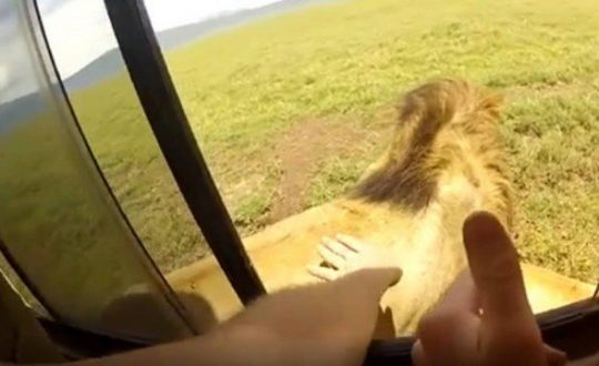 xblog lion.jpg.pagespeed.ic .aG cGcntPr Visor Notícias