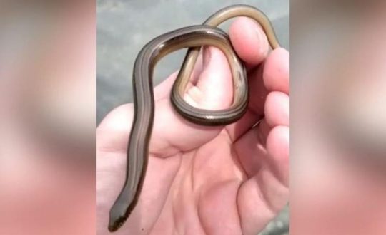 cobra lagarto jaragua do sul 1 Visor Notícias