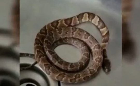 cobra2 Visor Notícias