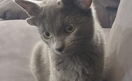 gatinhooo Visor Notícias