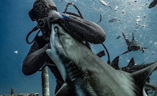 xblog shark bahamas.jpg.pagespeed.ic .X39sbDNgMo Visor Notícias