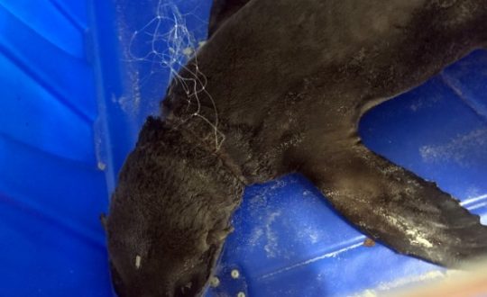 foca Visor Notícias