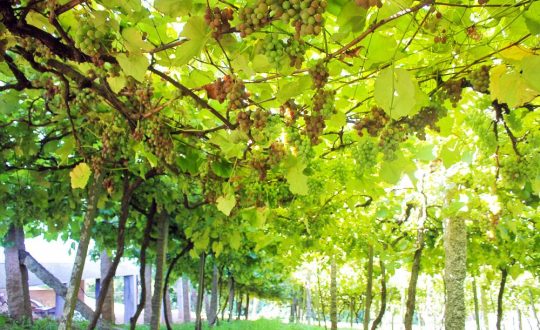 producao uva goethe vinho urussanga guilherme cordeiro 12 Visor Notícias
