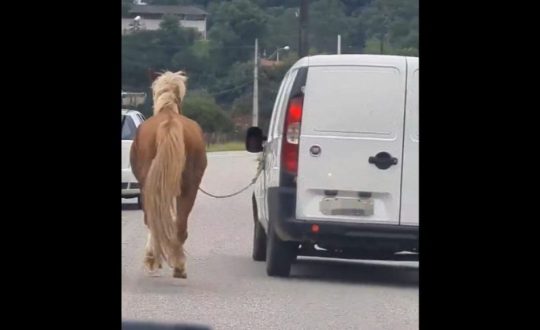 imagem mostra cavalo amarrado em carro fiorino
