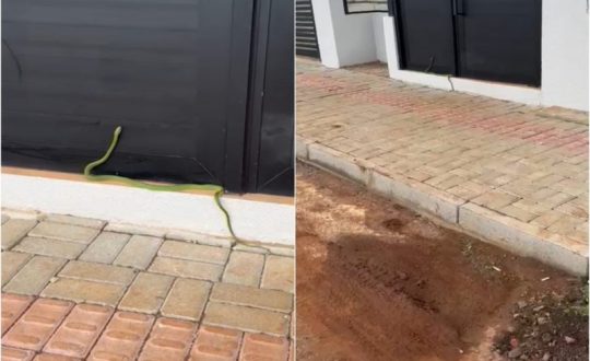 imagem mostra cobra cipó em porta de comércio