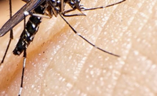 cropped-mosquito-da-dengue.jpg