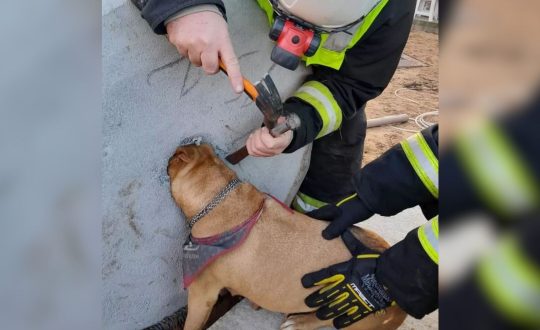 Foto mostra um cachorro da raça pitbull de cor caramelo com a cabeça presa em um bloco de concreto onde seria o buraco de uma fossa. socorristas usam materiais para resgate