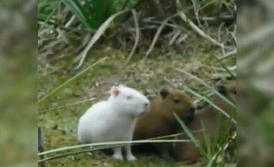 imagem mostra filhote de capivara albina entre as demais