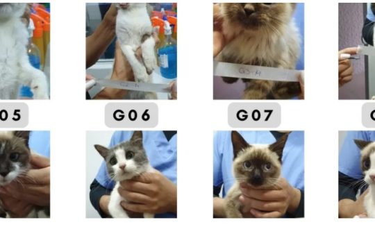 Imagem mostra gatos para adoção