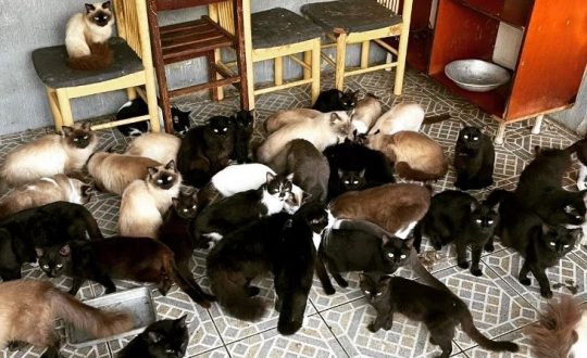 Prefeitura de São José assume tutela de 125 gatos que foram abandonados em residência 1 gatos