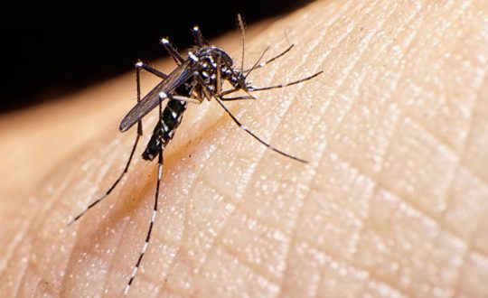 dengue