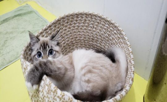 Imagem mostra gatinho