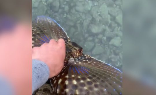 Imagem mostra pessoa segurando peixe coió brasileiro
