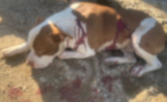 Imagem mostra cão pitbull esfaqueado e ensanguentado