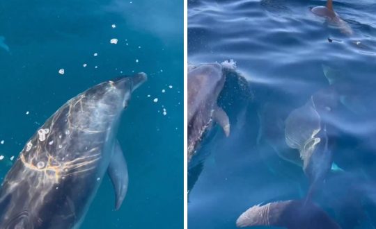imagem mostra golfinhos em mar de Florianópolis