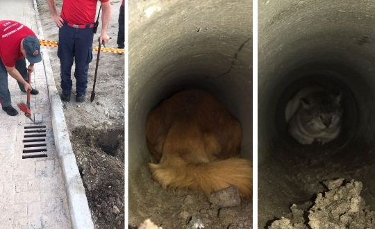 Imagem mostra bombeiros, cão e gato