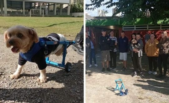 Imagem mostra cãozinho usando cadeira de rodas feita com canos pvc por estudantes