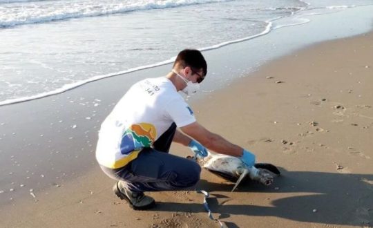 Imagem mostra rapaz usando máscara e recolhendo uma tartaruga na areia