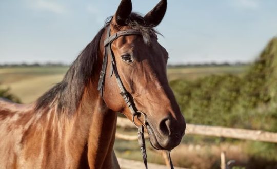 Imagem mostra cavalo