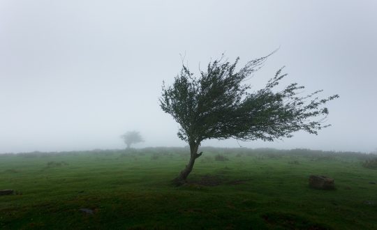 chuva vento temporal nublado árvore inclinada devido a força do vento