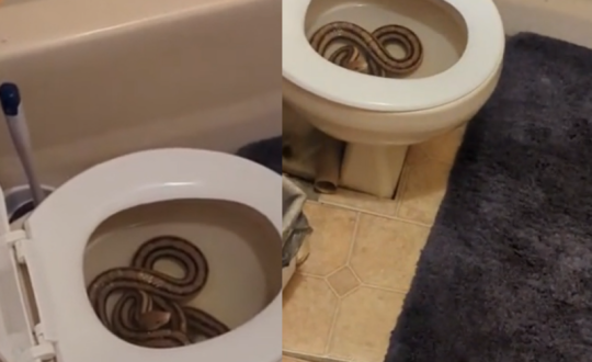imagem mostra cobra grande no vaso sanitário