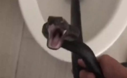 Imagem mostra cobra