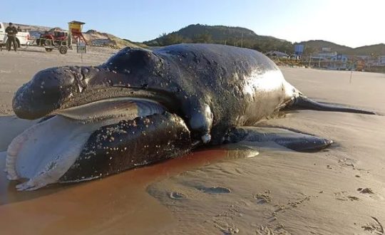 Imagem do WhatsApp de 2023 08 14 as 16.20.34 Visor Notícias