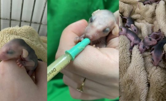 Imagem mostra Pet Farma