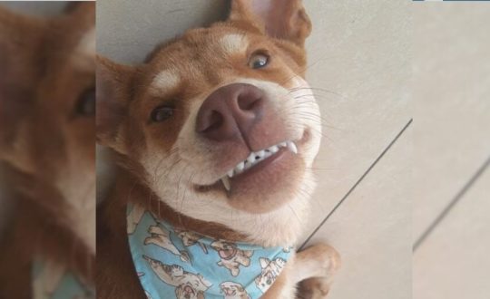 Imagem mostra animal preso