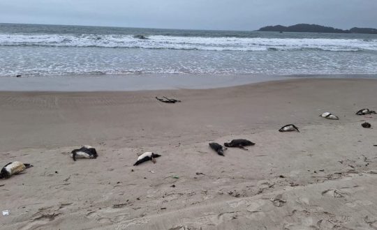 pinguins mortos em Bombinhas 944x531 1 Visor Notícias