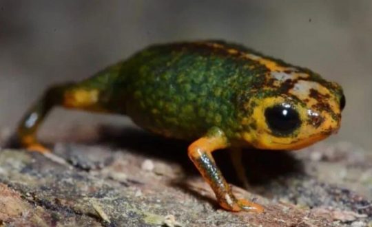 sapinho verde e amarelo muito pequeno