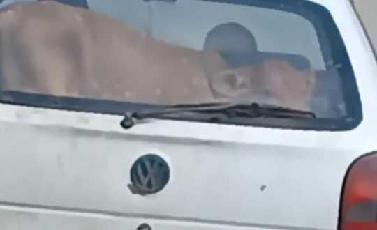 vaca no carro Visor Notícias