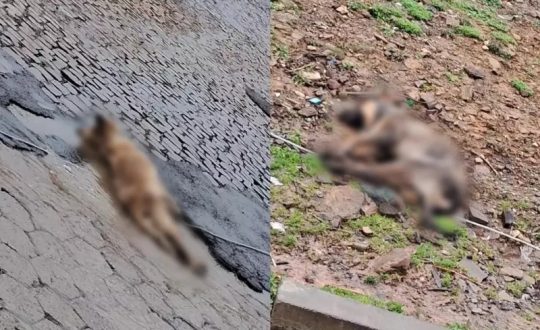 cães mortos em cima do asfalto
