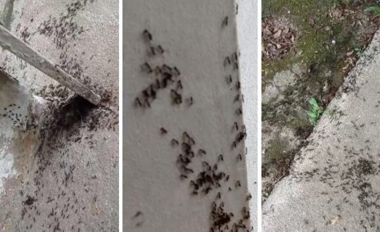 Moradora de SC relata invasão de formigas carnívoras na própria casa 1 formiga 944x531 1 Visor Notícias